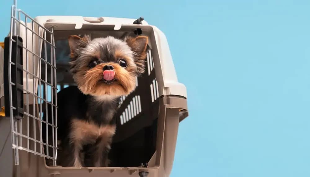 Pet Airport Layover