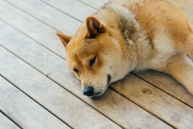 A calm dog resting on a couch with their favorite toy