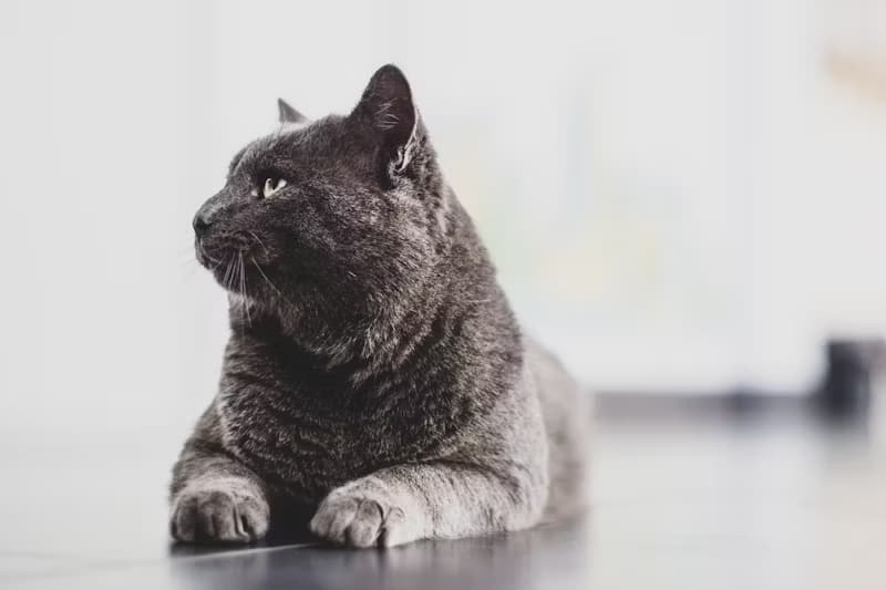 Cat using natural wood pellet litter in an eco-friendly litter box