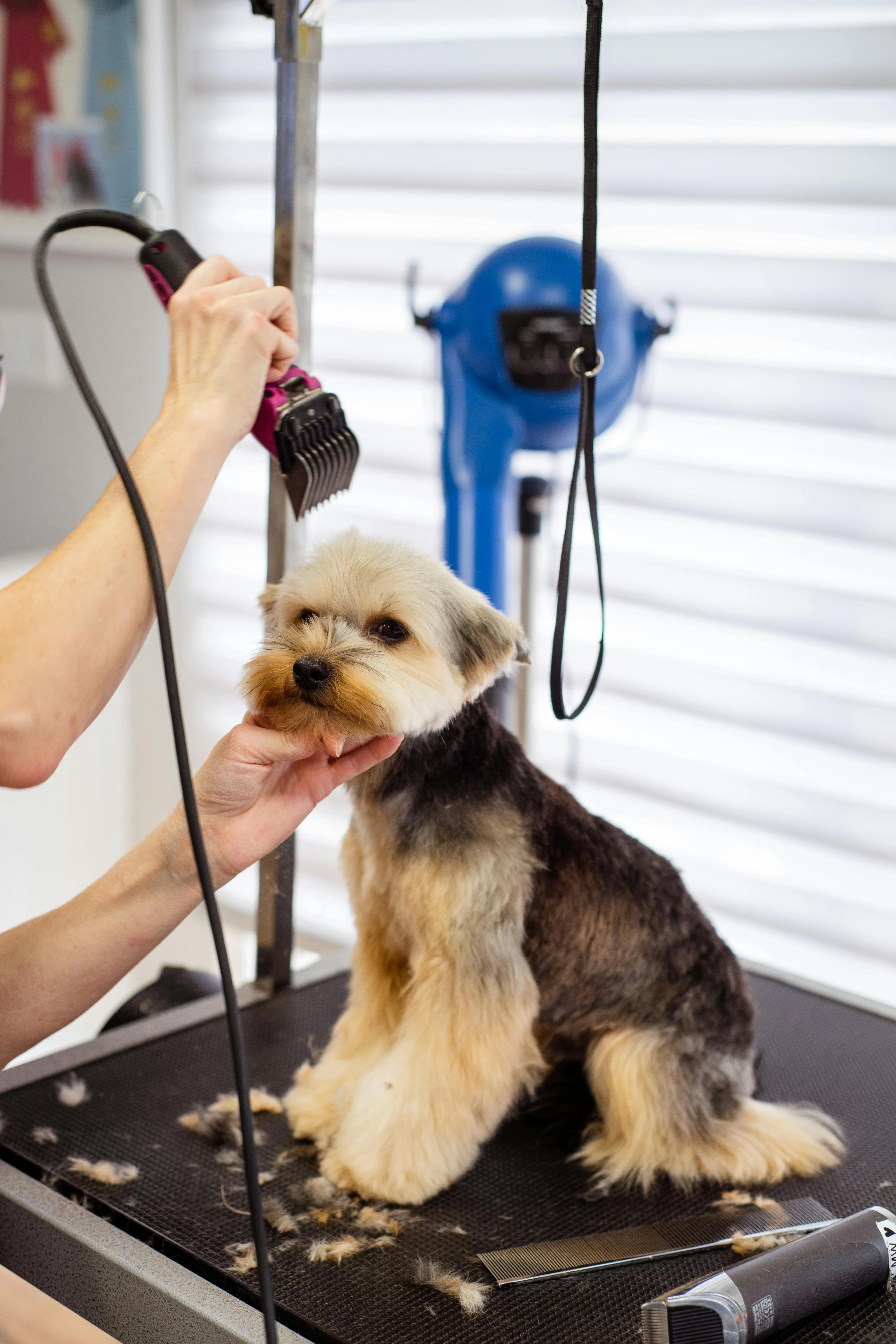 Full Service Haircut