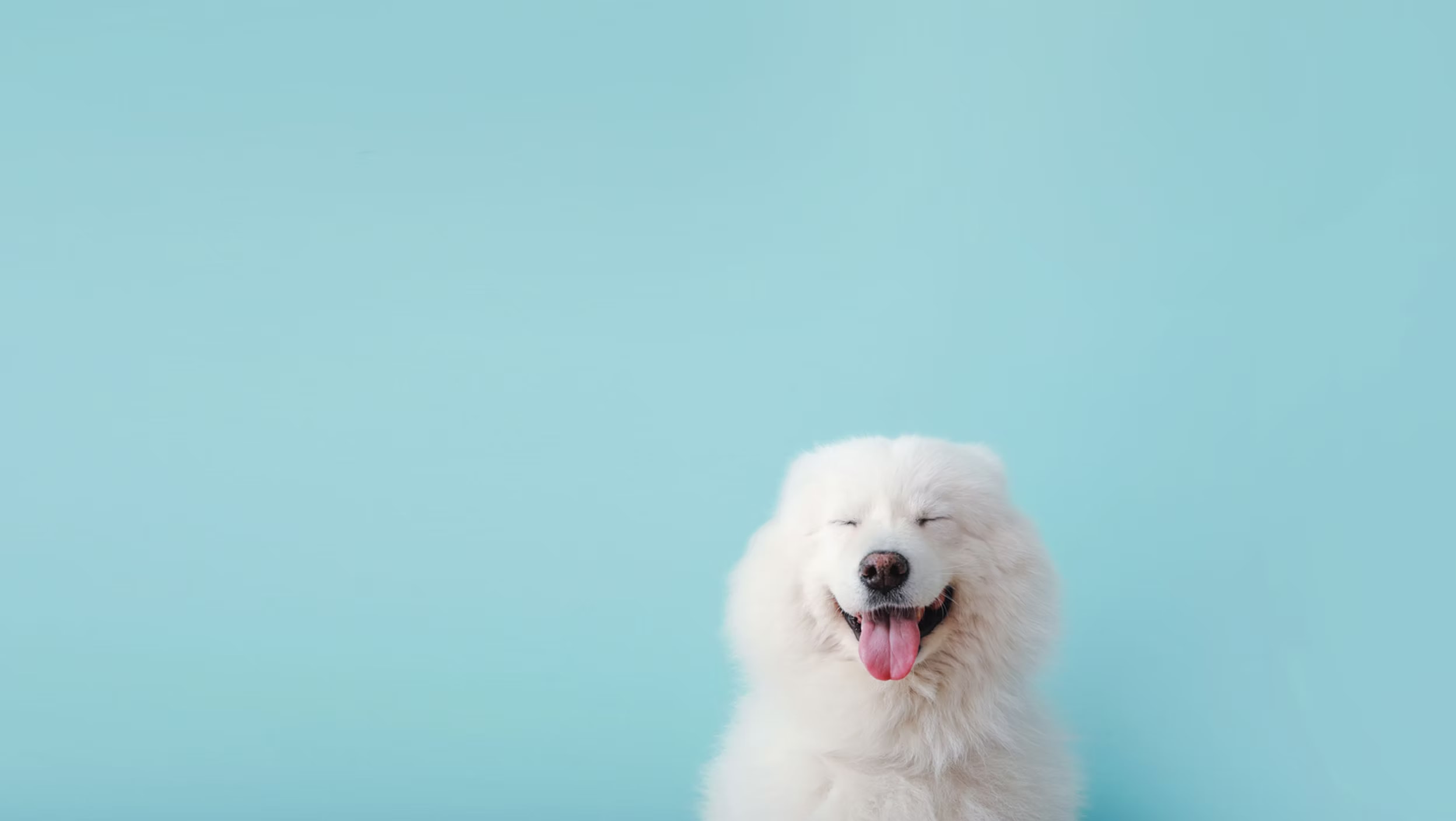 Happy dog background