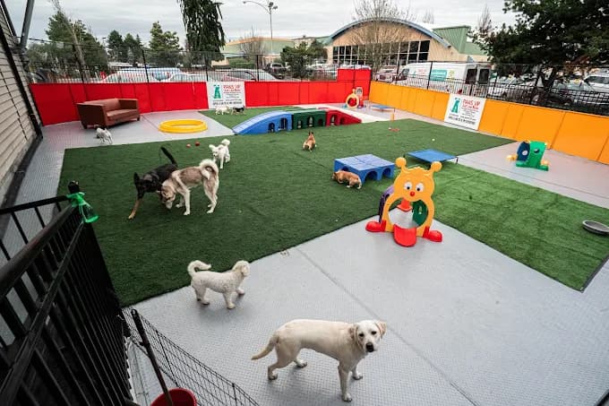 Indoor and outdoor play areas at PawsVIP