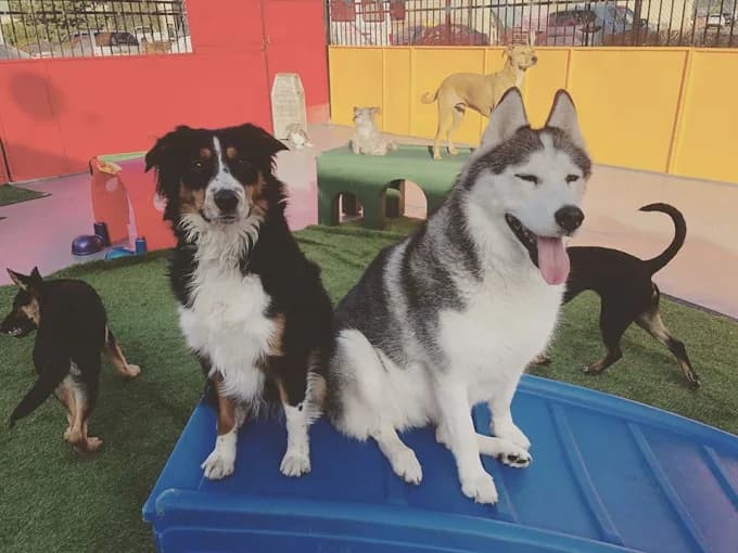 Happy dogs playing at PawsVIP Daycare