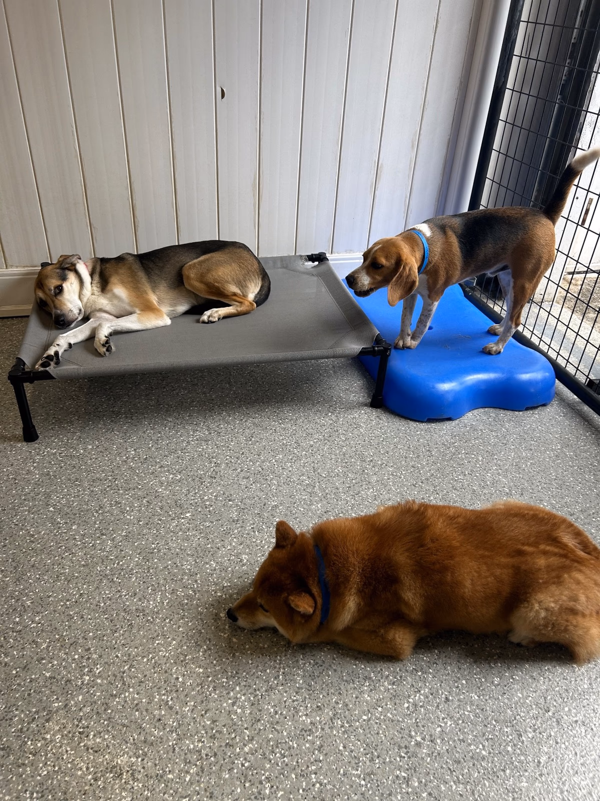 Three dogs resting near a raised bed during quiet time at PawsVIP Ballard
