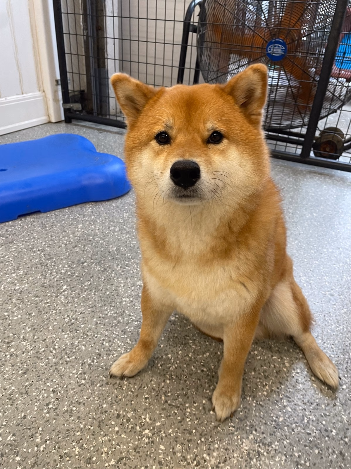 A Shiba Inu sitting calmly during daycare at PawsVIP Ballard