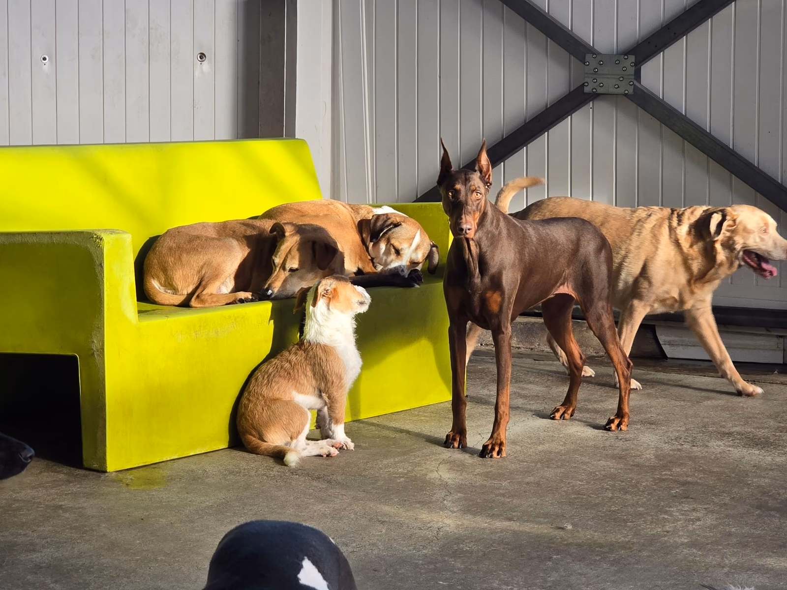 A group of dogs relaxing and playing together in the sun at PawsVIP Tukwila
