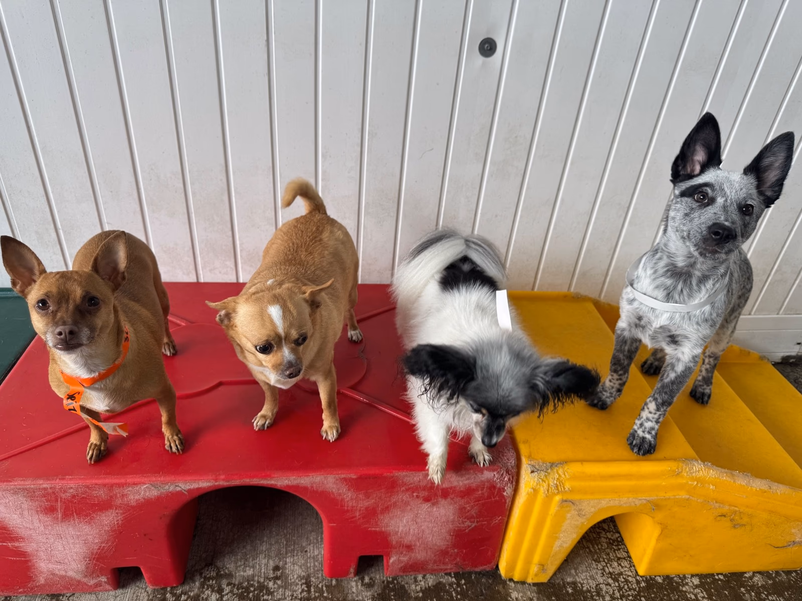 Four small dogs sitting together on colorful play platforms at PawsVIP Tukwila