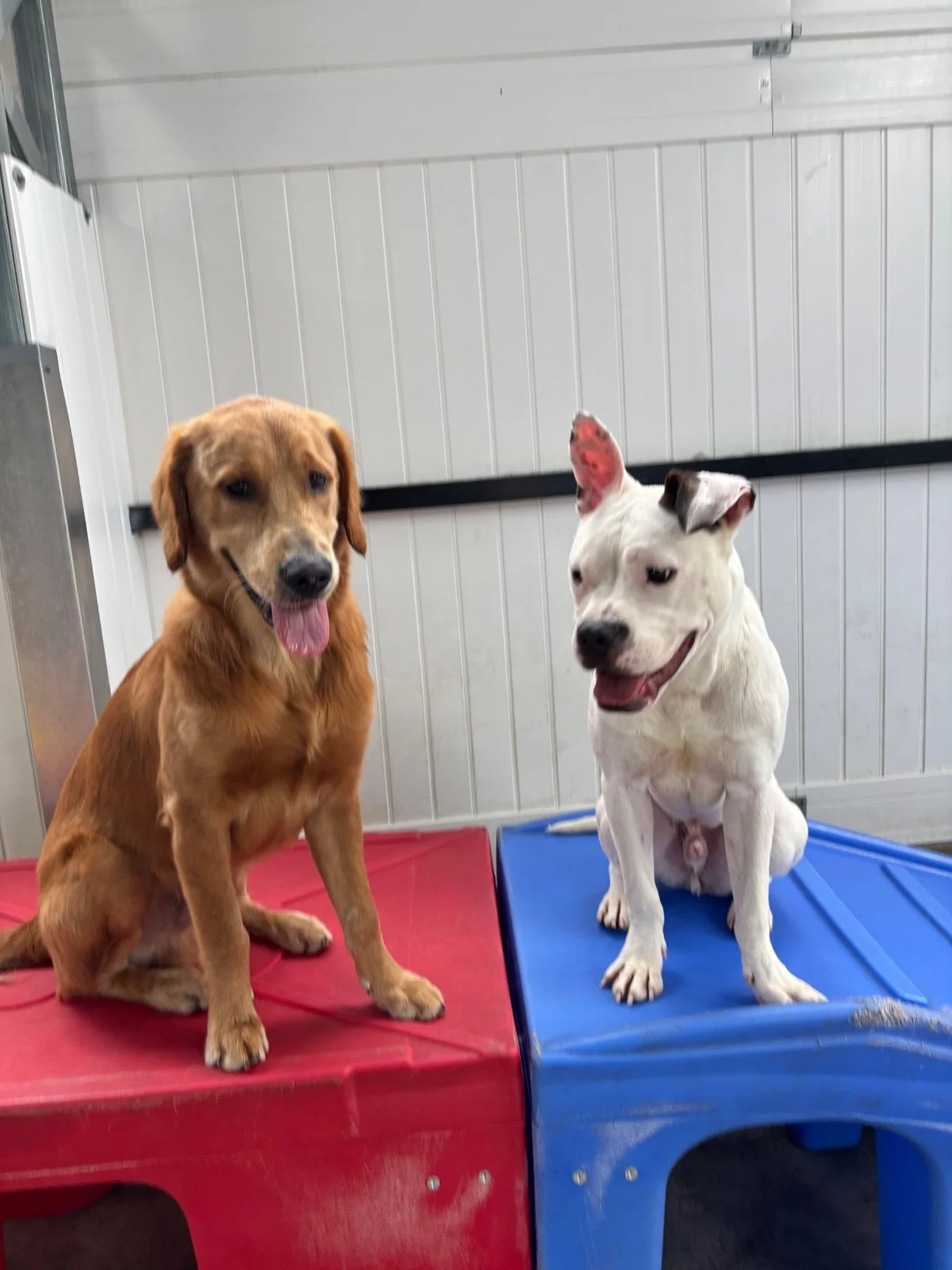 Two dogs sitting together on red and blue play platforms at PawsVIP Tukwila
