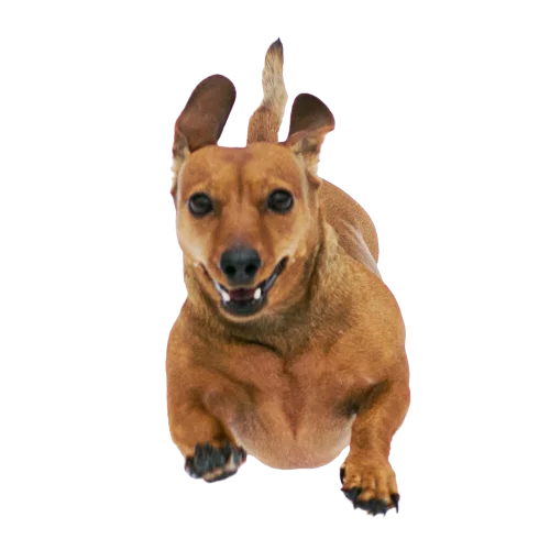 Dog & Cat Overnight Boarding