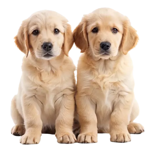 Dog Daycare