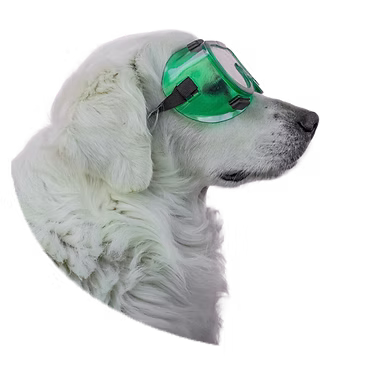 Pet Layover & Shuttle