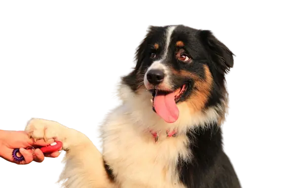 Dog Training